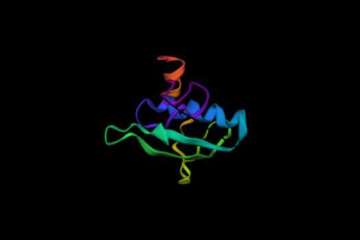Esta es la proteína Aw112010 que ha sorprendido a los biólogos. Procede de ADN catalogado como no codificante y, además, tiene funciones claras relacionadas con la inflamación en ratones.  / Agencia Sinc - Nature