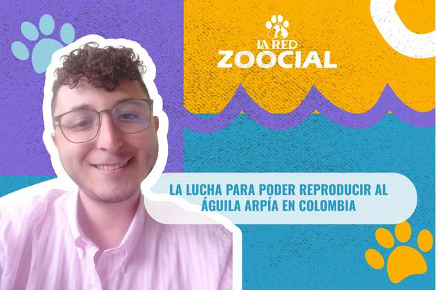 Video | La lucha para poder reproducir al águila arpía en Colombia