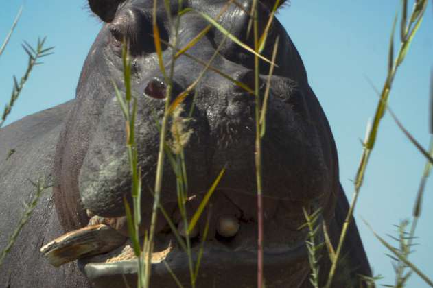 Un hipopótamo “cimarrón”, político y filósofo llamado Pepe