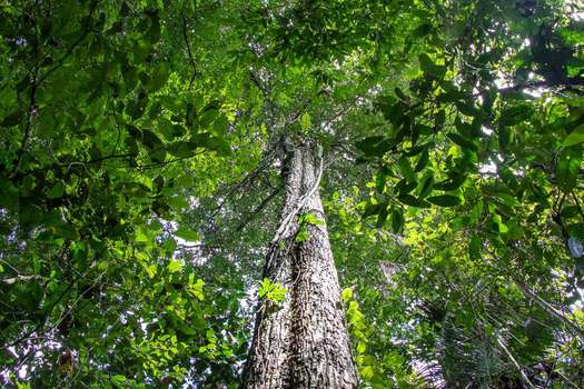 Fotografía difundida por la ONG Arbio que muestra un árbol Shihuahuaco, en Madre de Dios (Perú).