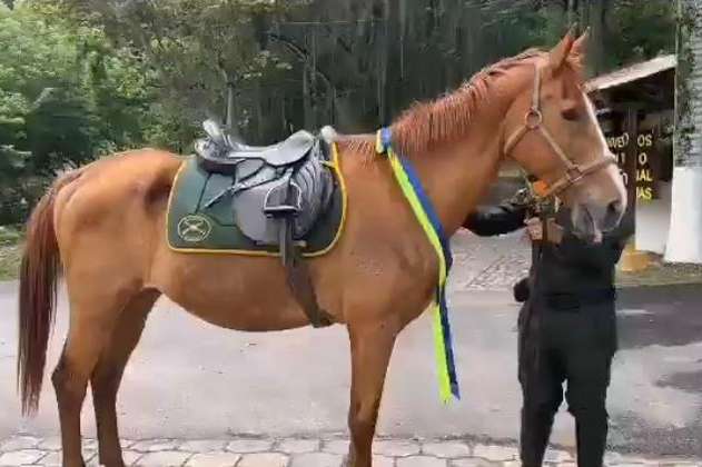 Gamazon, el caballo que se jubiló de la policía tras 14 años de servicio