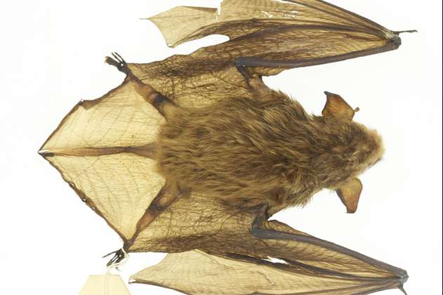 Colombia tiene ahora una nueva especie de murciélago