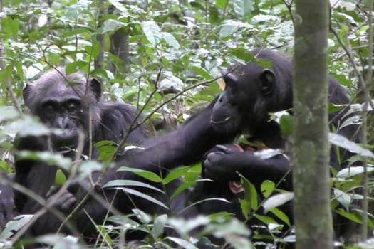 Un chimpancé adulto le muestra una hoja a su madre. Crédito de la imagen: Dra. Claudia Wilke, Universidad de York.