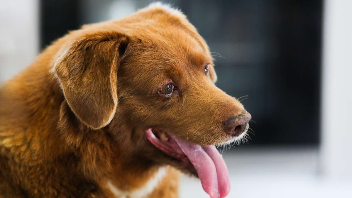 Bobi, o cachorro mais velho do mundo, completa 31 anos e bate novo recorde |  notícias de hoje