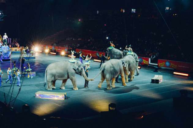 Es ley: este país prohíbe los circos con animales silvestres