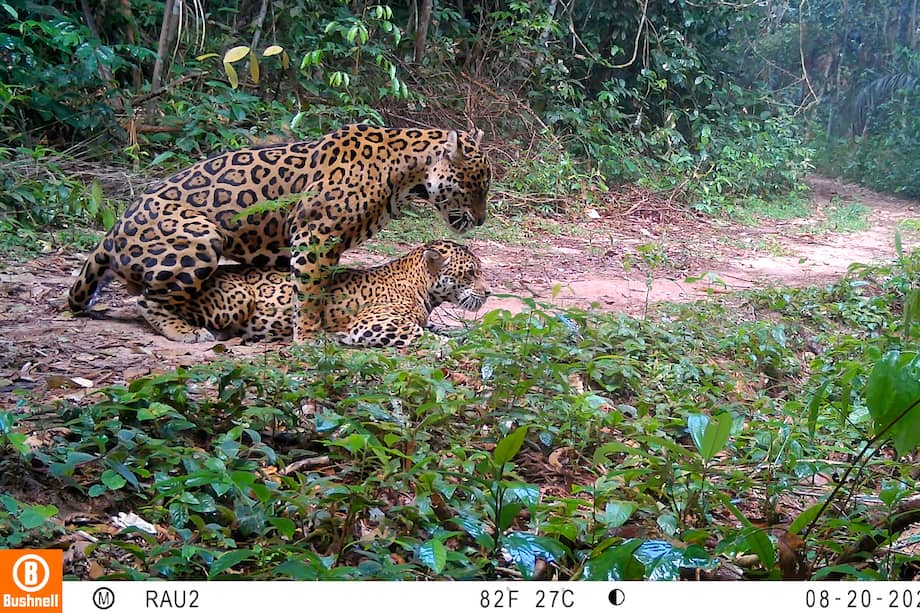 Apareamiento de un macho y una hembra de la especie Panthera onca, en San José del Guaviare.