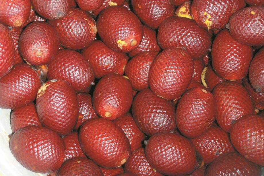 Cananguacha, especie nativa del Amazonas. / Fotos: Archivo Instituto Sinchi.