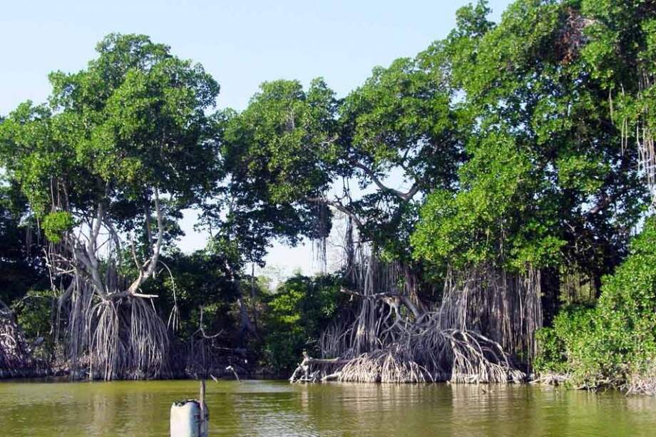 La ciénaga grande acoge manglares blancos, rojos y negros en donde viven mapaches, garzas y miles de pájaros.