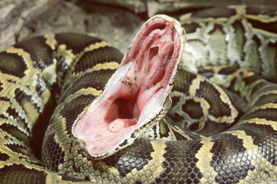 Una pitón de más de 5 metros de largo puede comer cualquier cosa que quiera - Foto AFP