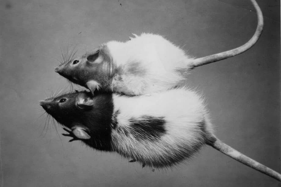 Ratas deficientes en cobre y tratadas con cobre que muestran despigmentación del pelaje. / CSIRO/ Wikimedia Commons