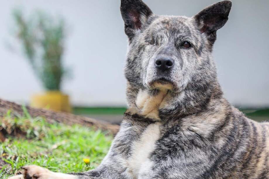 Celebre el Día Mundial del Perro comprometiéndose con la tenencia responsable.