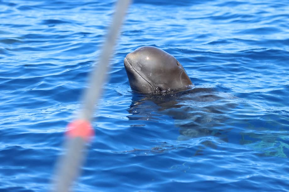 Fotografía de un ejemplar de ballena piloto (Globicephala melas).