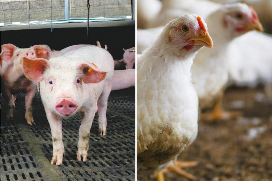 Imagen de referencia de cerdo y pollo.