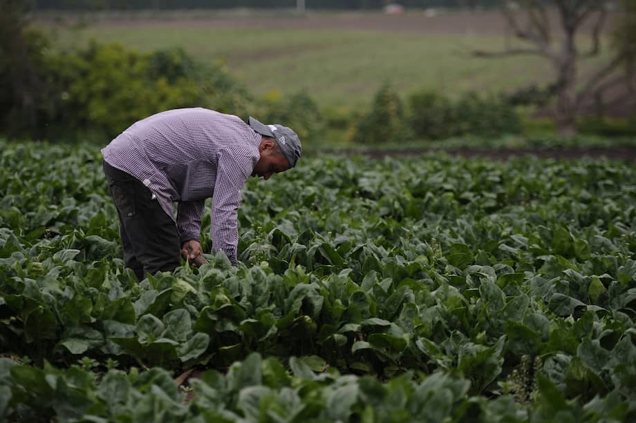 "El papel de los campesinos no es solo garantizar la soberanía alimentaria, sino la sostenibilidad profunda de los sistemas productivos": Brigitte LG Baptiste.