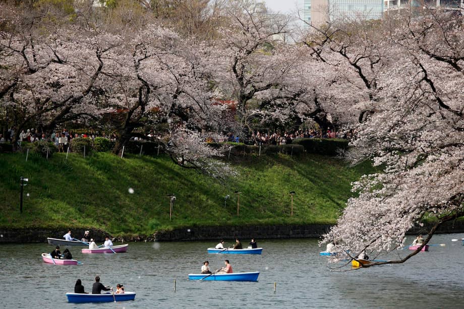Personas que reman en barcas disfrutan de la vista de los cerezos en plena floración en el foso de Chidorigafuchi, en Tokio (Japón).