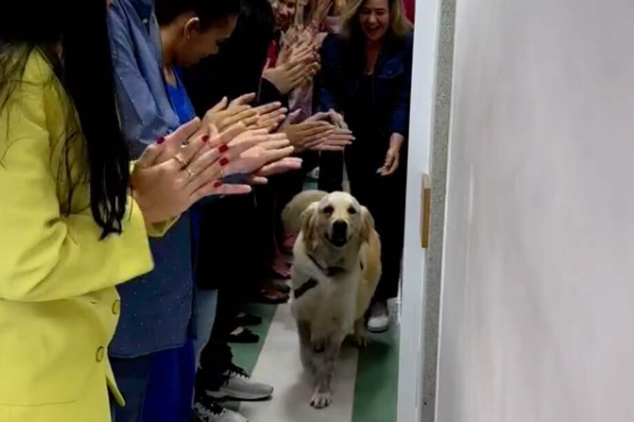 Este es Luck, el perrito que sobrevivió a un impacto de bala.
