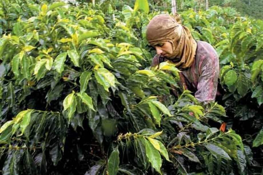 Gobierno anuncia subsidios por $30 mil millones para blindar cafeteros