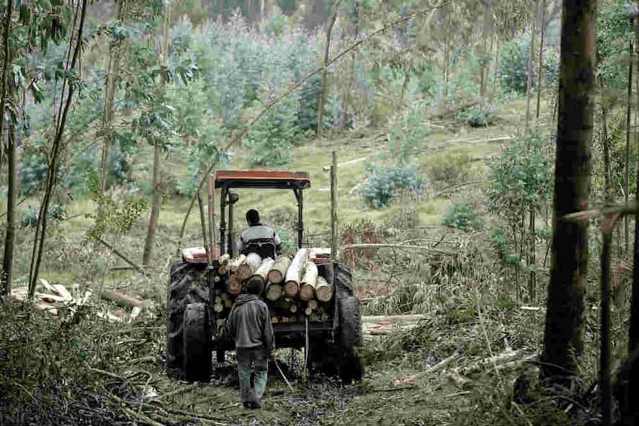 Aunque ya terminó el proceso de aprovechamiento forestal, siguen sacando madera del predio. / Gabriel Aponte