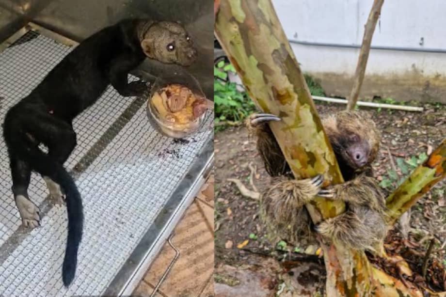 Las autoridades confirmaron, además, el rescate de una venada en estado de gestación.