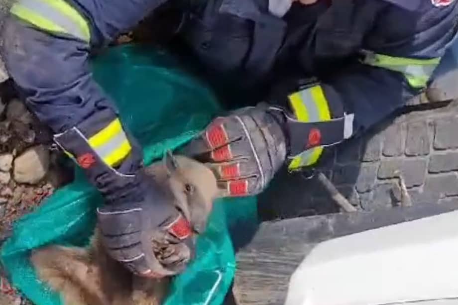 El animal quedó atrapado en la estructura mecánica de una patrulla de la policía.