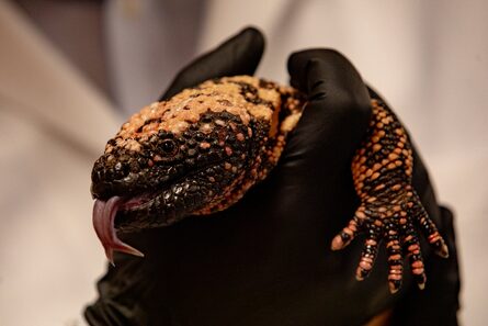 Una misión para curar a los “monstruos” que nos dieron el Ozempic