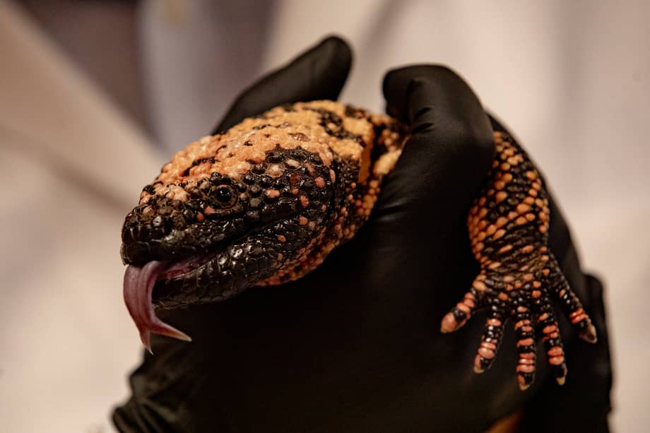 Foto del monstruo de Gila.