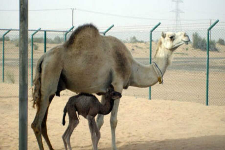 Inyaz nació en el año 2009, después de una gestación que duró 378 días, y pesó 30 kilogramos. / FOTO: AFP