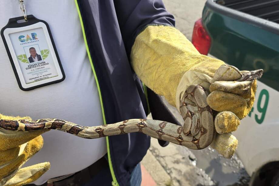 La ciudadanía puede denunciar los casos por tenencia o comercio ilegal de fauna silvestre.