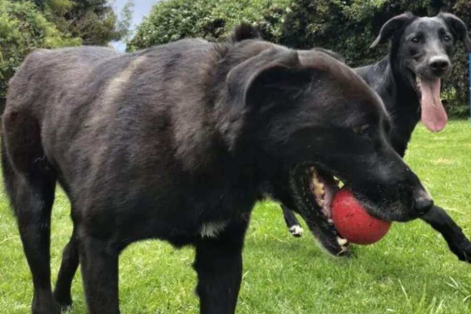 Capi tiene artrosis y una malformación en una patica, pero esto no le ha impedido ser feliz ni recibir el cariño de otros.