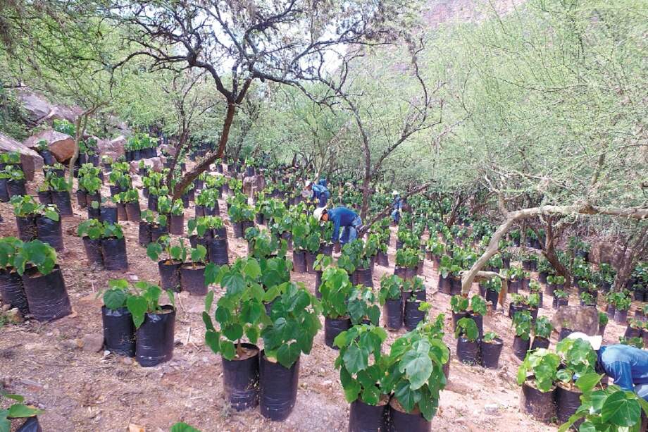 Desde el 2008, ISAGEN calcula su huella de carbono.