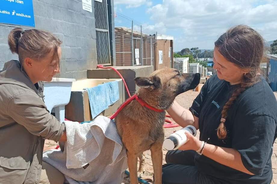A pesar de las condiciones adversas, el rescatista se adentró en el agua, con el lodo hasta las rodillas, para acercarse al perro, que más tarde fue bautizado como Moose.