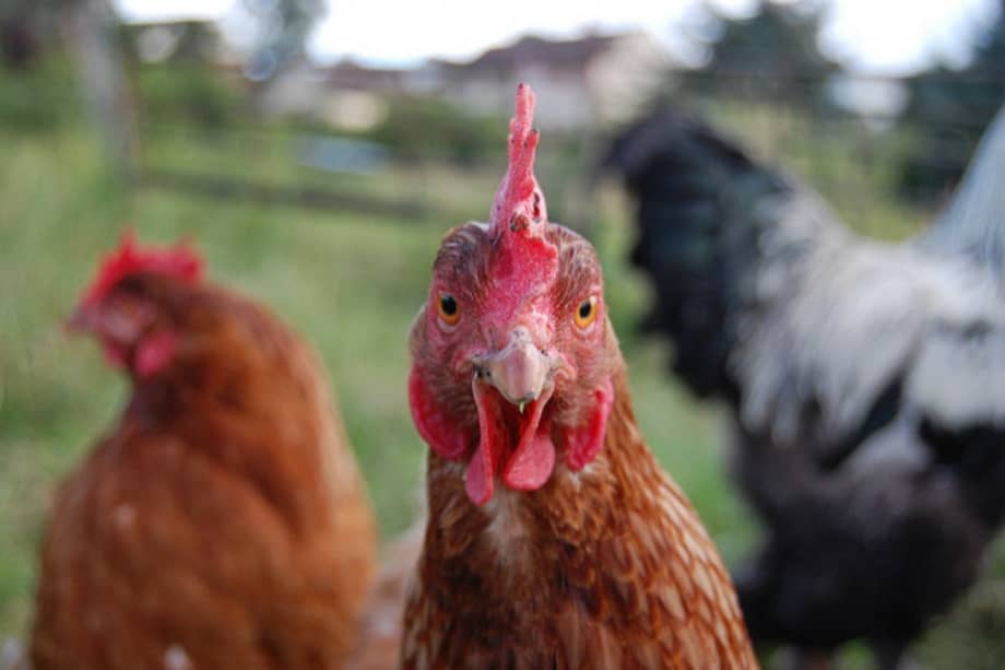 La industria avícola dejó de inyectar hormonas a los pollos hace más de 50 años. / Flickr - Andrew