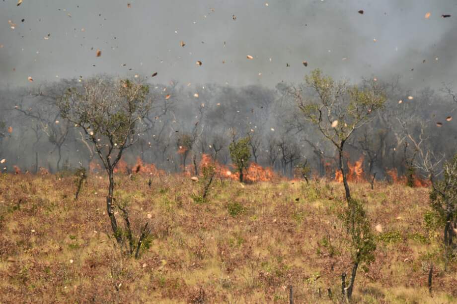Los incendios forestales hacen que de insectos portadores de agentes infecciosos se desplacen a otros lugares. / AFP