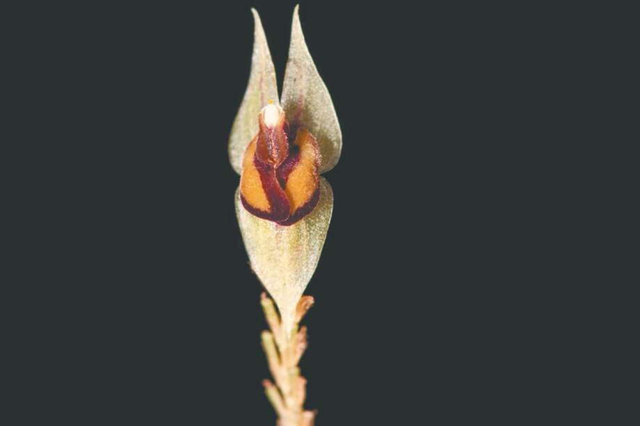 Orquídea “Lepanthes dorae”.