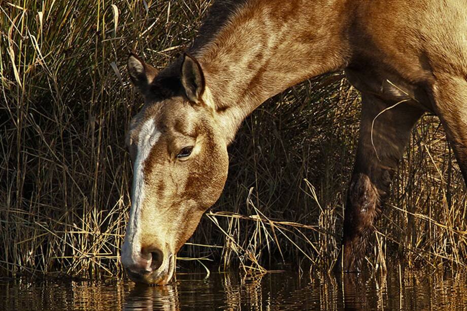 Julio, mes del caballo: época para sellar negocios