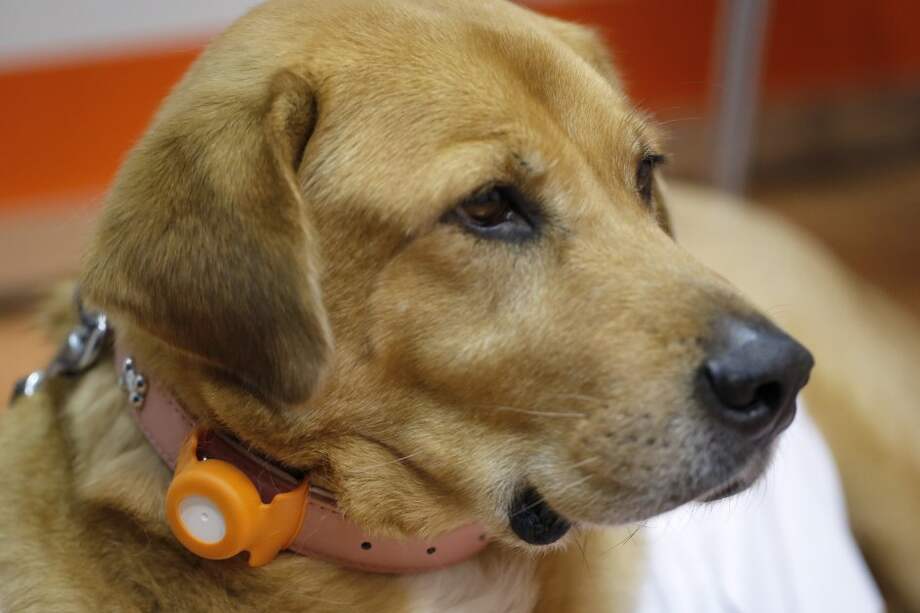 Los perros desarrollan demencia senil de un modo parecido a los hombres, dice investigación. / Bloomberg News