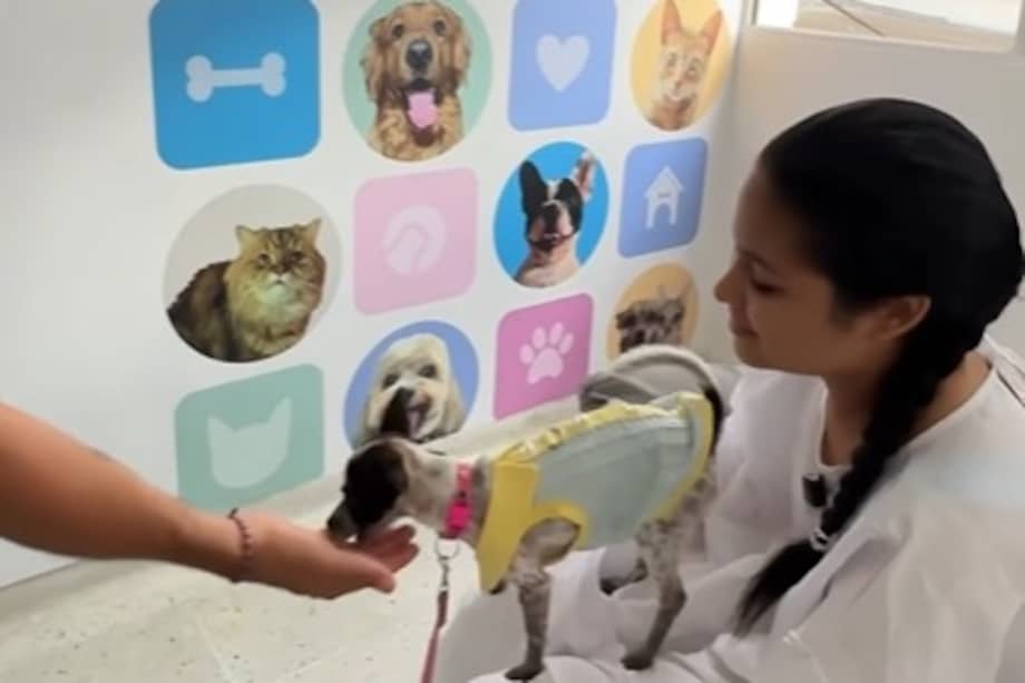Bella fue una de las primeras mascotas en reencontrarse con su familia en la nueva sala de visitas.