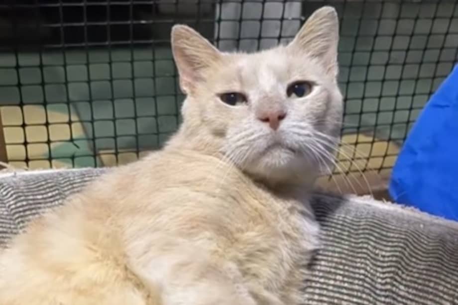 Aarón es positivo a VIF (Virus de Inmunodeficiencia Felina), está esterilizado y convive sin problema con otros gatos.