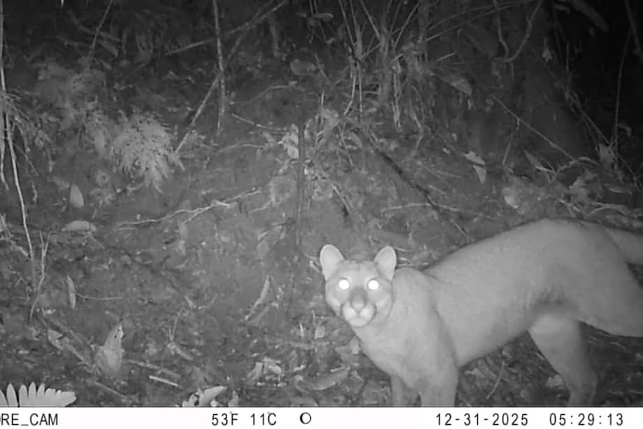 Este es el primer registro de este felino en las montañas y serranías del sur del Tolima.