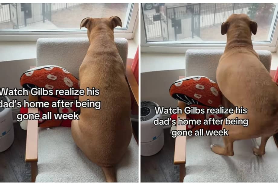 Otros comportamientos que indican que un perro ha extrañado a su dueño incluyen esperar cerca de la puerta.