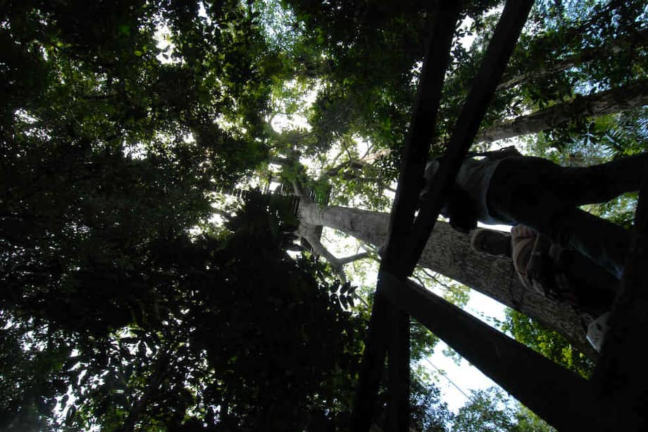 Y aunque las manifestaciones indígenas no se han hecho esperar y varias ONG han protestado por la decisión de las autoridades del país vecino, la búsqueda de hidrocarburos es casi un hecho./ Archivo