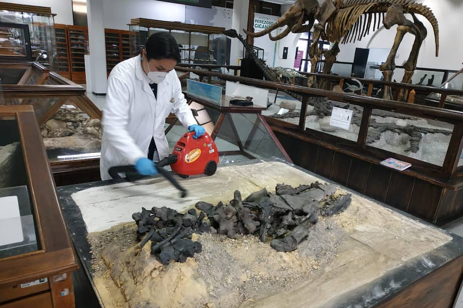 Las colecciones de fósiles son de vital importancia para las investigaciones científicas.