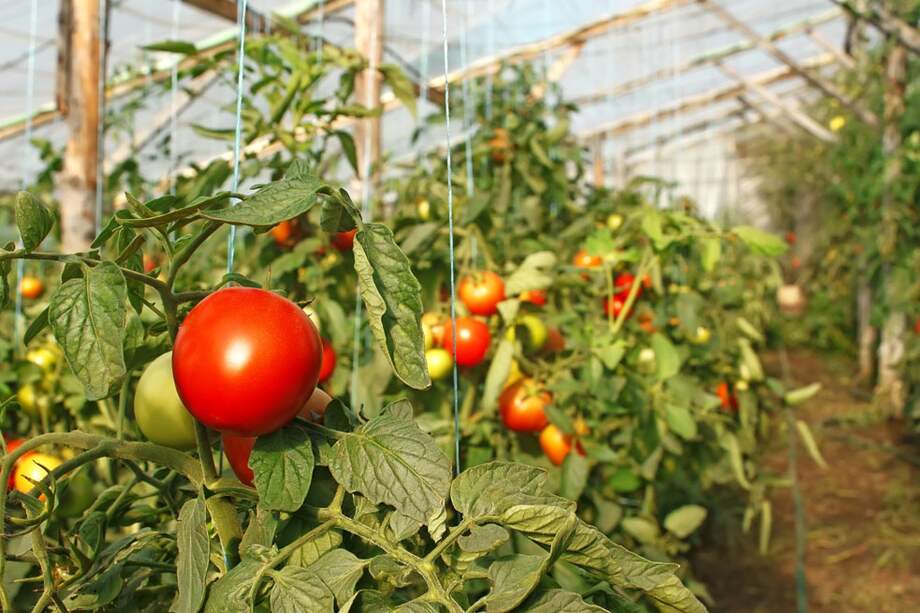 Familias de Fómeque y Ubaque, que cultivan tomate, se beneficiarán con el distrito de riego a pequeña escala. / Archivo