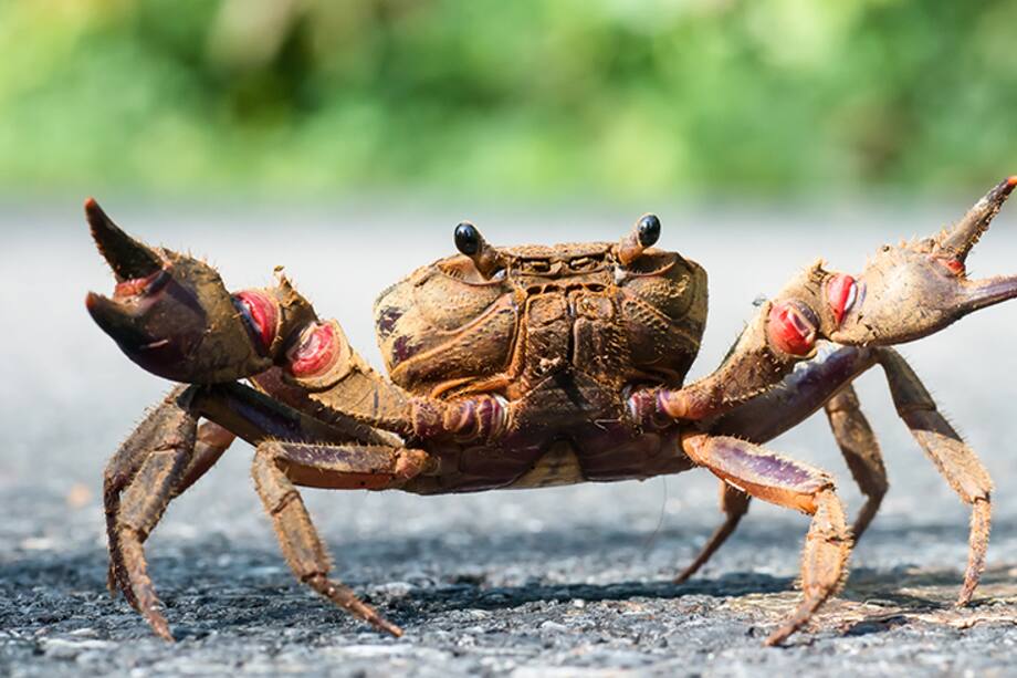 Siete características que definen a las mujeres cáncer