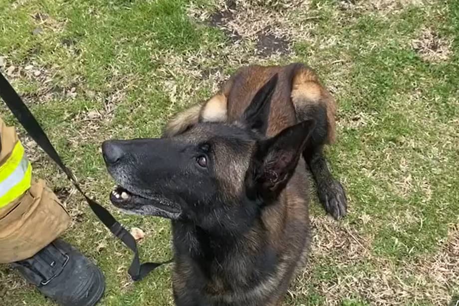 'Dastan' es de raza Pastor Belga Malinois.