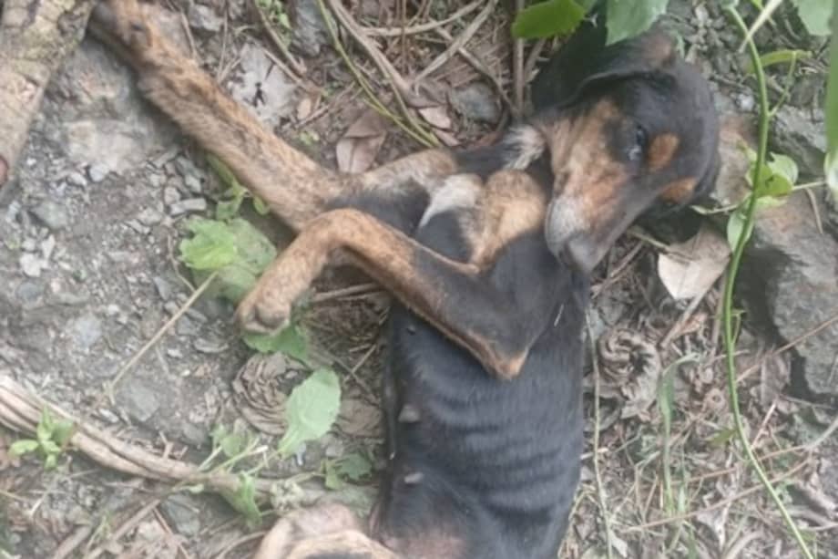 La perrita fue rescatada en estado crítico tras permanecer abandonada en una vereda.