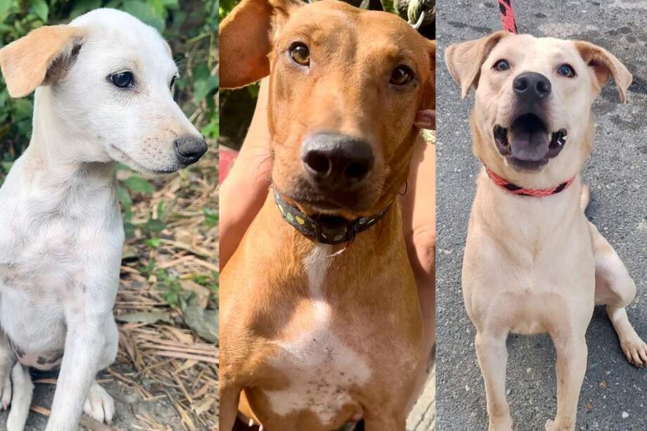 Estos son algunos de los peluditos que están listos para recibir un hogar.