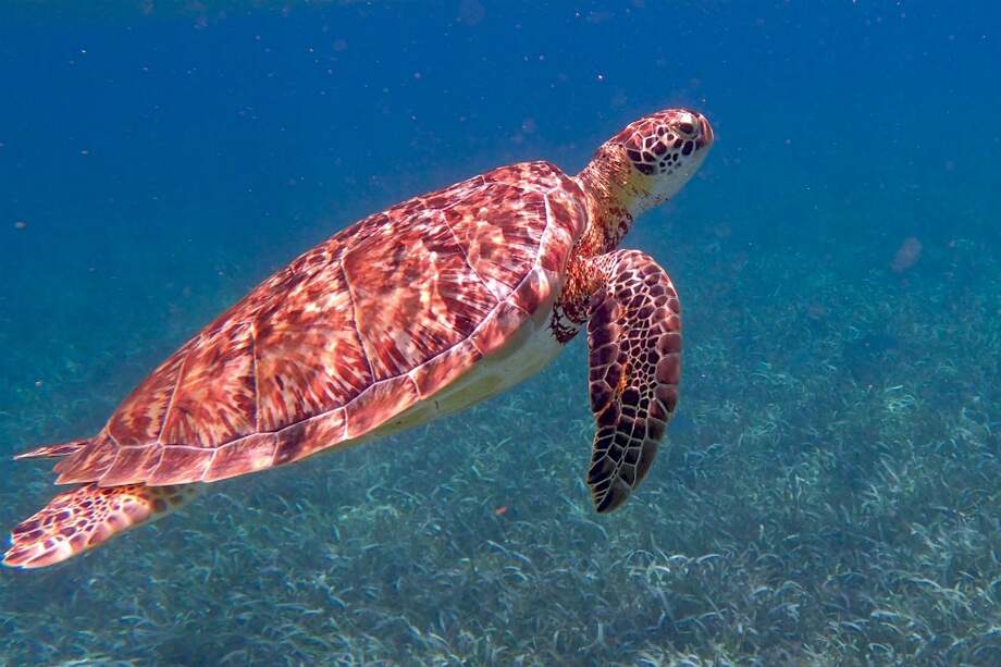 La tortuga carey en peligro de extinción, los manatíes y seis especies amenazadas de tiburón viven en el arrecife de coral de Bélice. / Pixabay.