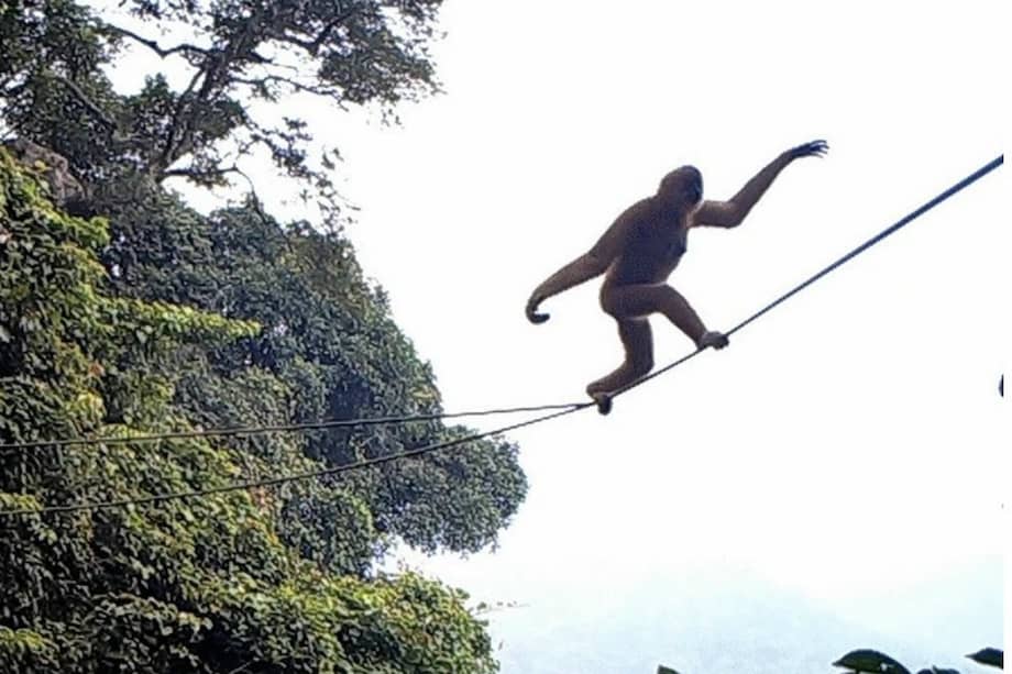 Gibón de Hainan ("Nomascus hainanus") usando los puentes de cuerda.
