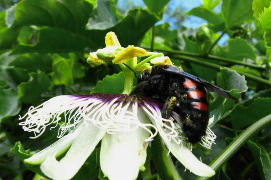 Brasil hace frente a la escasez de abejorros, responsables de la polinización de uno de sus principales frutales, el maracuyá, creando las condiciones para que anide alrededor de los cultivos. Los cambios en el uso del suelo, gestión de la tierra y empleo de plaguicidas son los principales impulsores de la pérdida global de polinizadores.